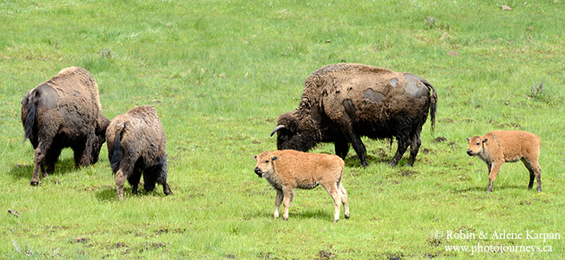 bison, Yellowstone National Park