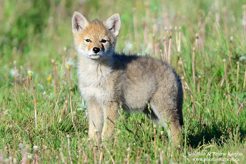 coyote pups