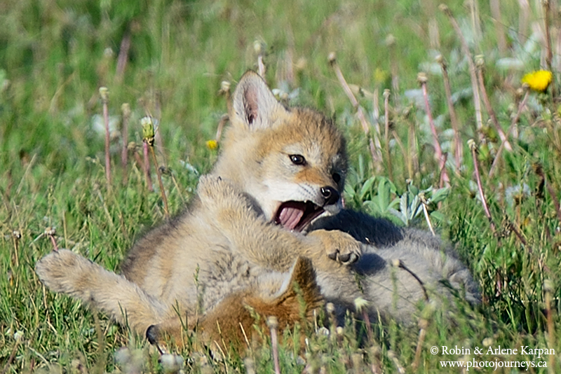 coyote pups