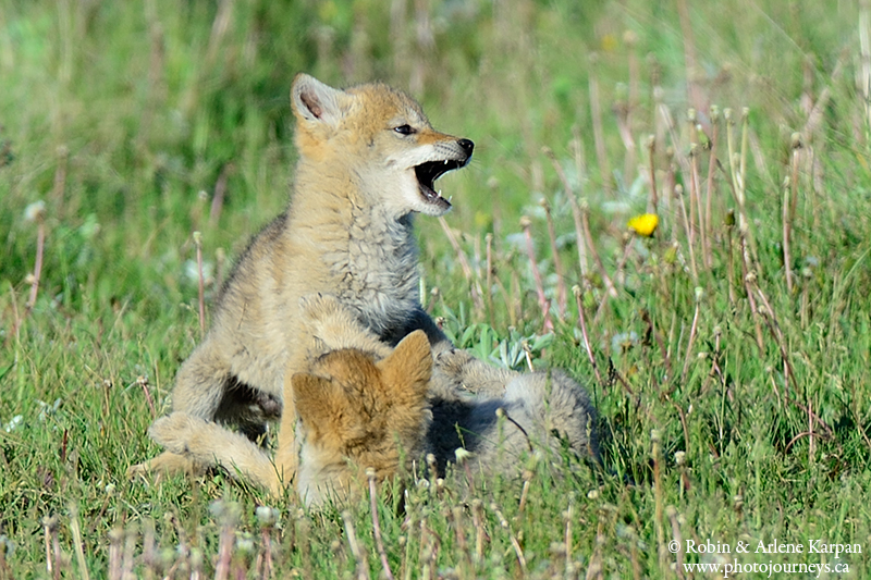 coyote pups