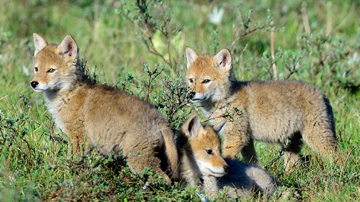 coyote pups
