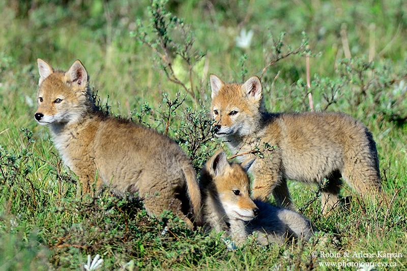 coyote pups