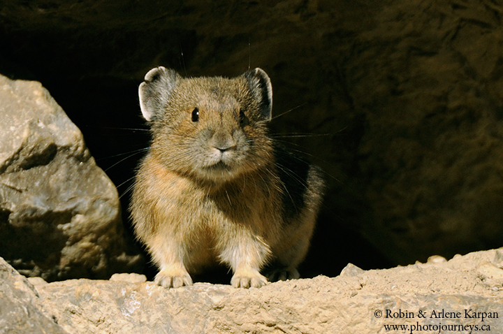 pika