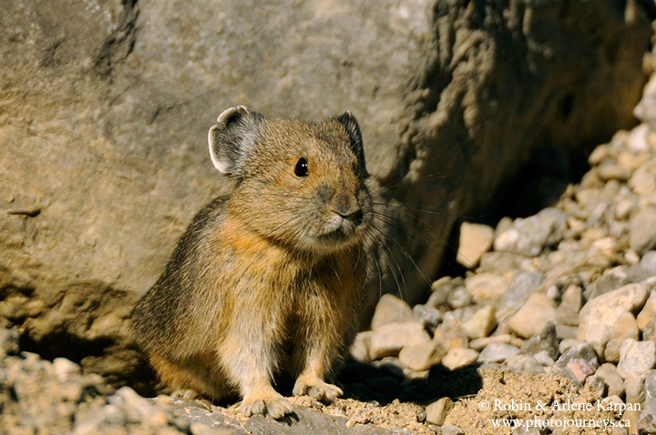 Pika