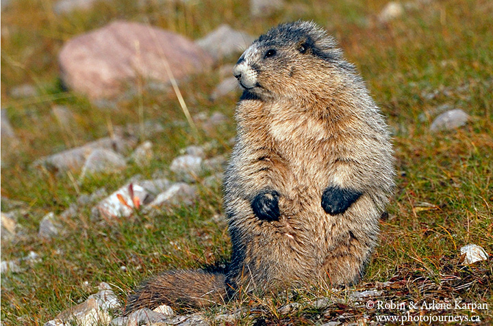 hoary marmot