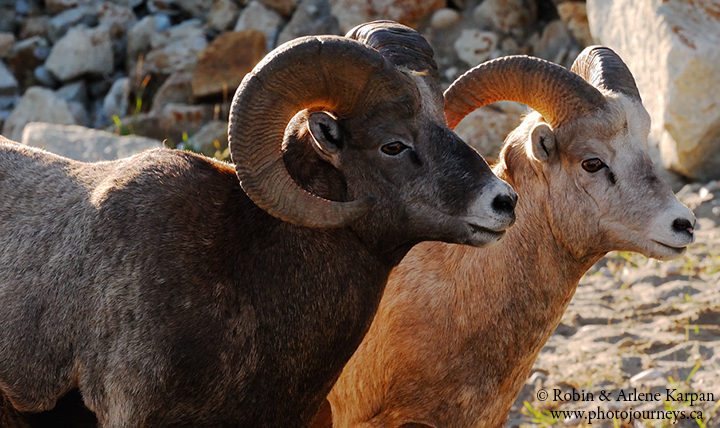 Bighorn sheep