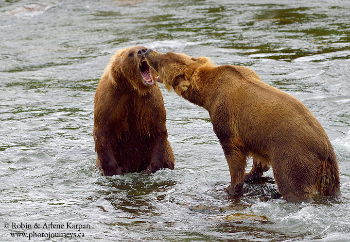 Katmai bears