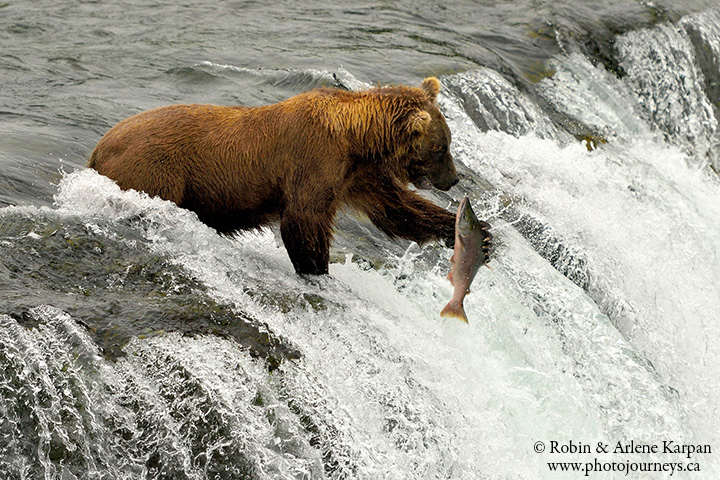 Brown bears, Brooks River