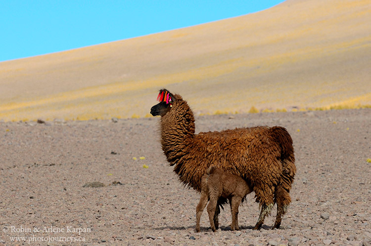 llamas, Bolivia