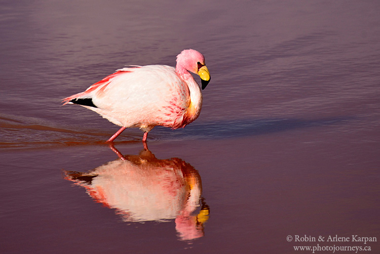 flamingo, Bolivia