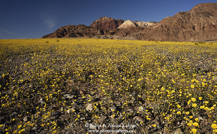 Death Valley wildflowers