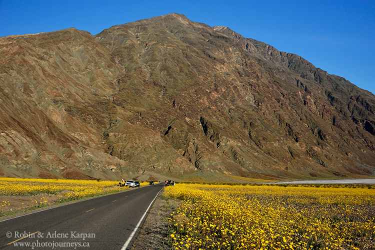 Death Valley wildflowers
