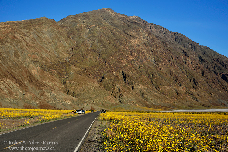 Death Valley wildflowers