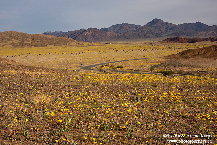 Death Valley wildflowers