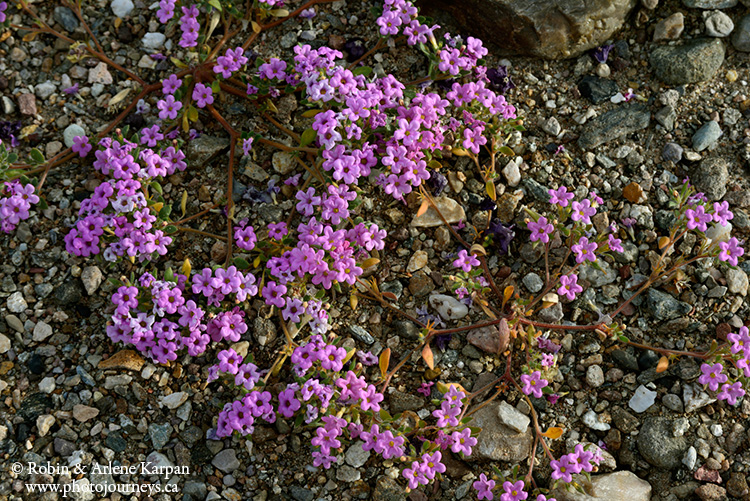 Death Valley wildflowers