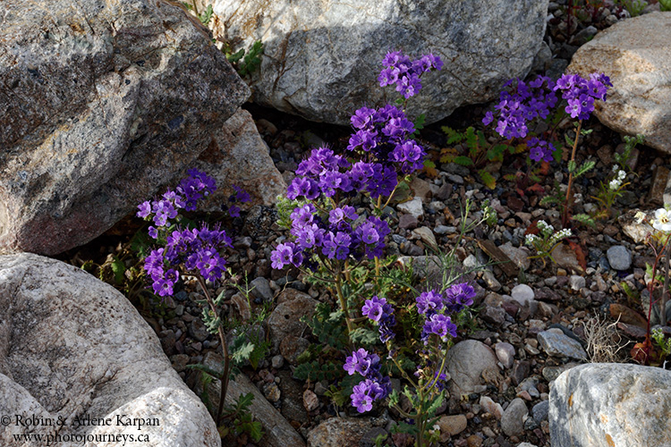 Death Valley wildflowers