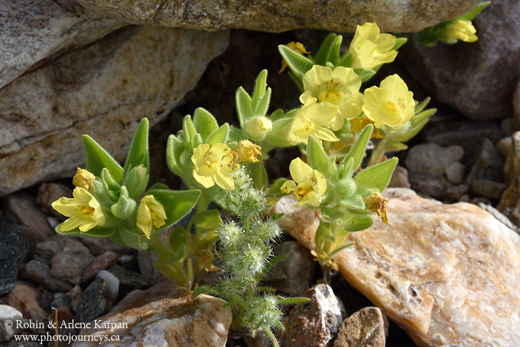 Death Valley wildflowers