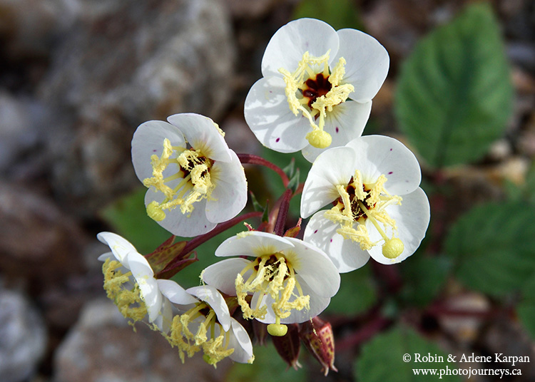 Death Valley wildflowers