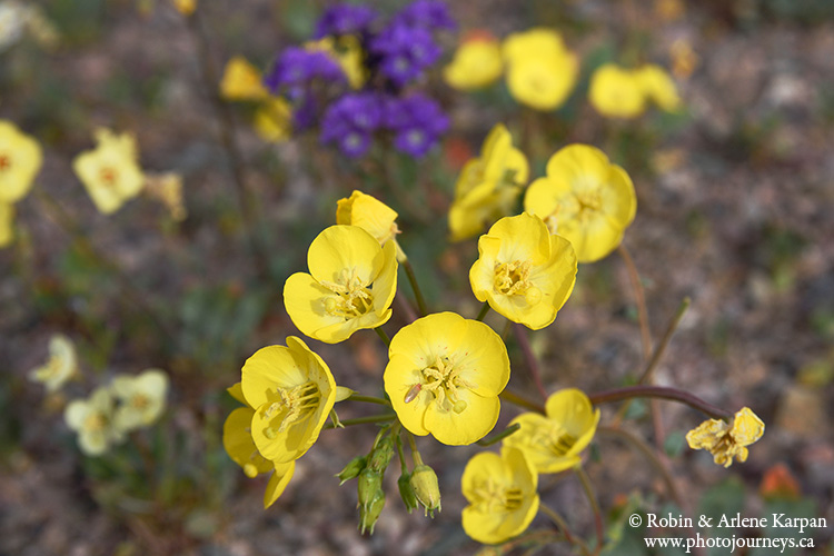 Death Valley wildflowers