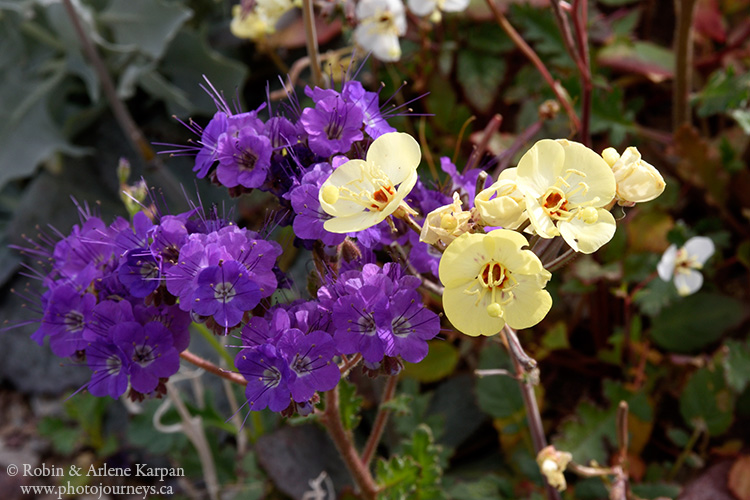 Death Valley wildflowers