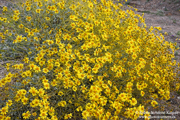 Death Valley wildflowers