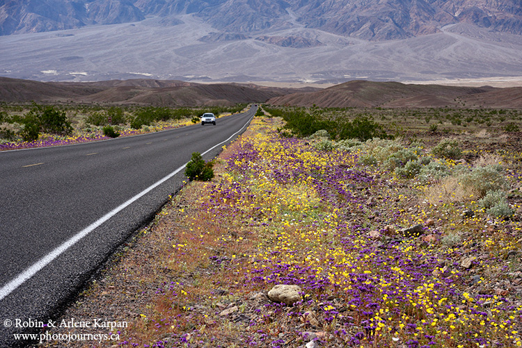 Death Valley wildflowers