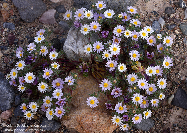 Death Valley wildflowers