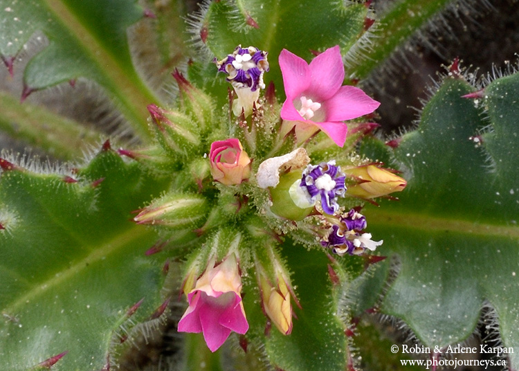 Death Valley wildflowers