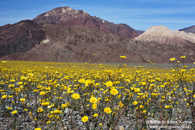 Death Valley wildflowers