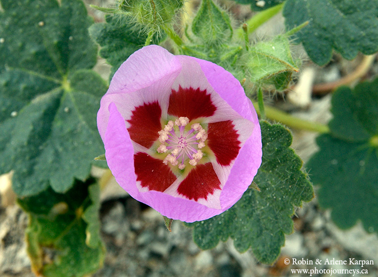 Death Valley wildflowers