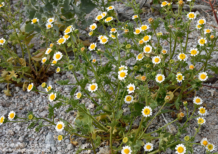 Death Valley wildflowers