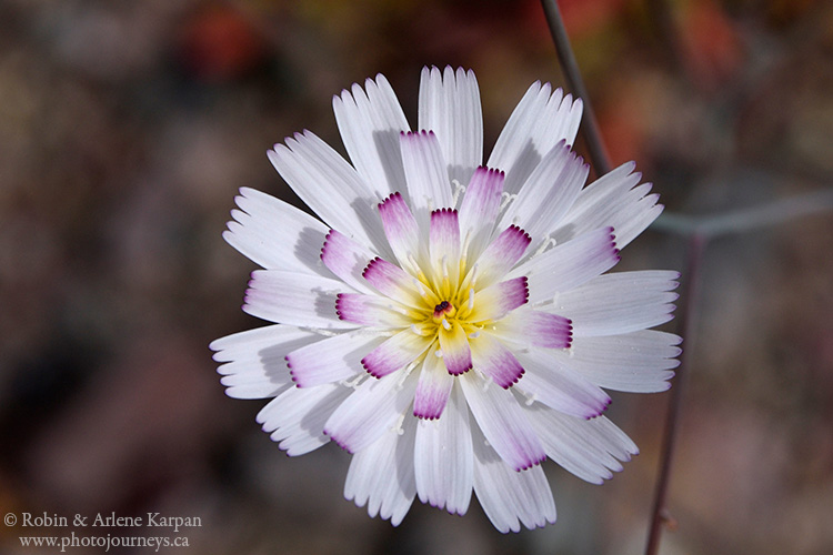 Death Valley wildflowers