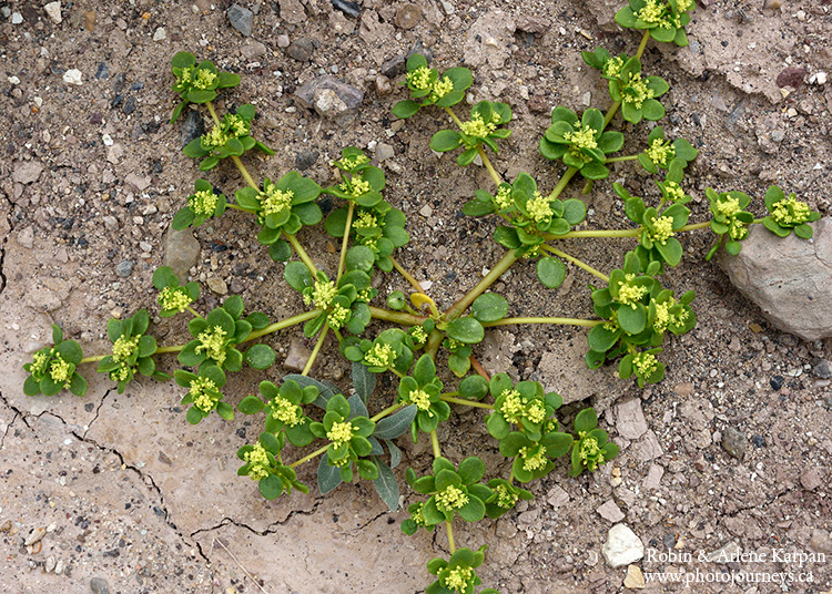 Death Valley wildflowers