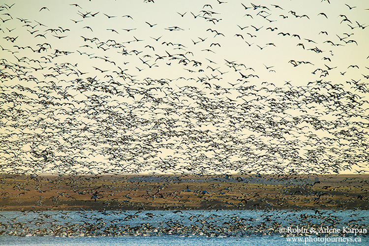 migration