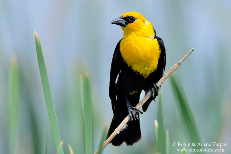 Yellow-headed blackbird