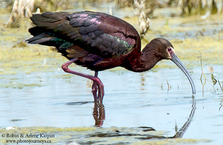 white-faced ibis