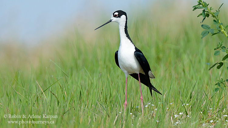 Black-necked stilt.