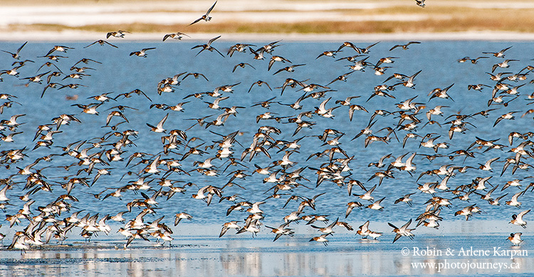 sanderlings