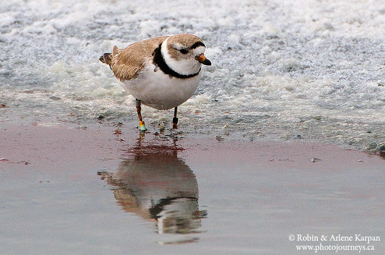 piping plover