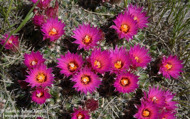 pincushion_cactus