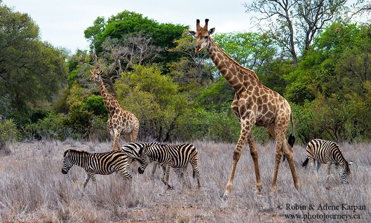 Giraffes and zebras, Kruger Park, wildlife