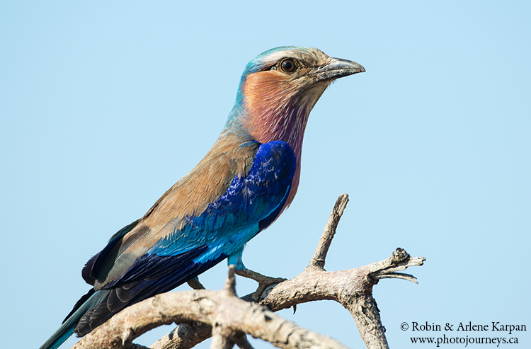 Lilac-breasted roller, Kruger Park, wildlife