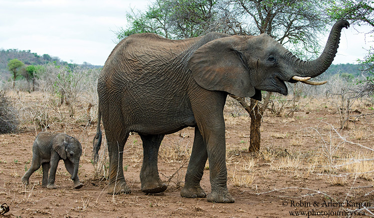 Elephants, Kruger Park, wildlife