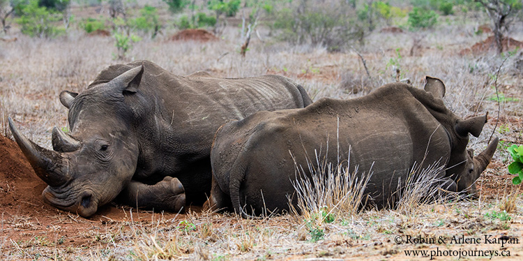 Rhinos, Kruger Park, wildlife