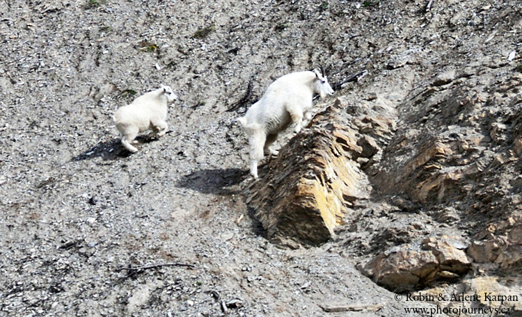 mountain goats