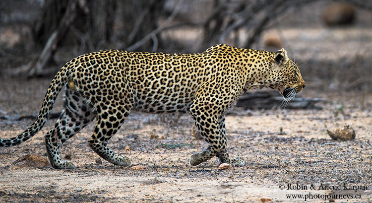 Leopard, Kruger Park, wildlife