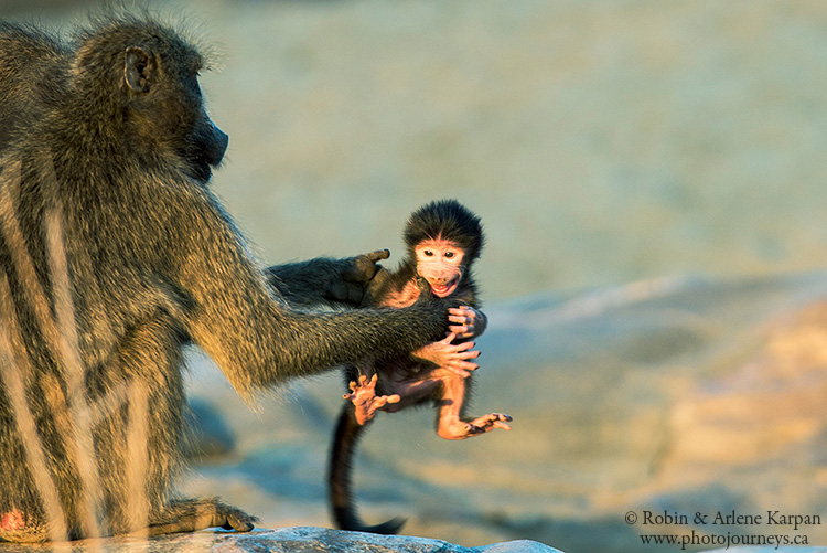 baby baboon, Kruger Park, wildlife