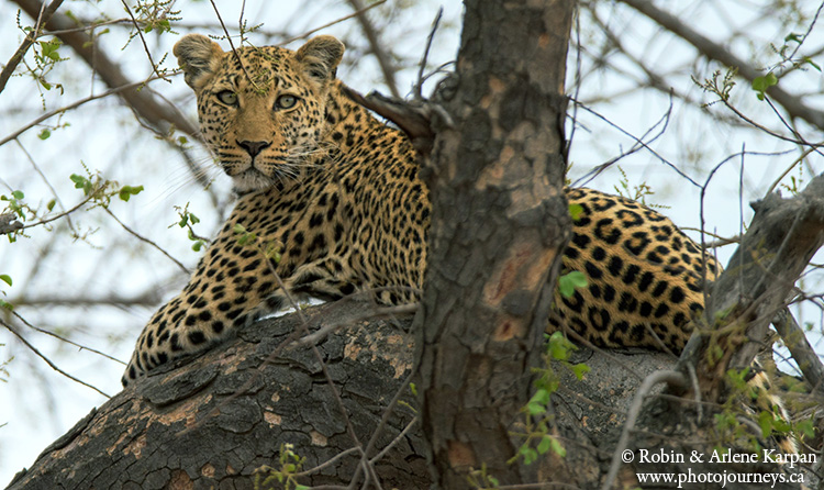 Leopard, Kruger Park, wildlife