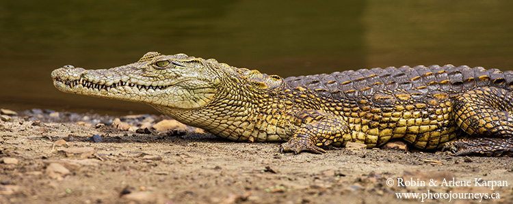 Crocodile, Kruger Park, wildlife