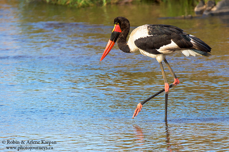 Saddle-billed stork, Kruger Park, wildlife